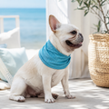 IceTail CoolNeck — dog on summer walk with cooling bandana